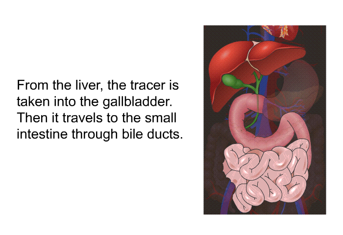 From the liver, the tracer is taken into the gallbladder. Then it travels to the small intestine through bile ducts.