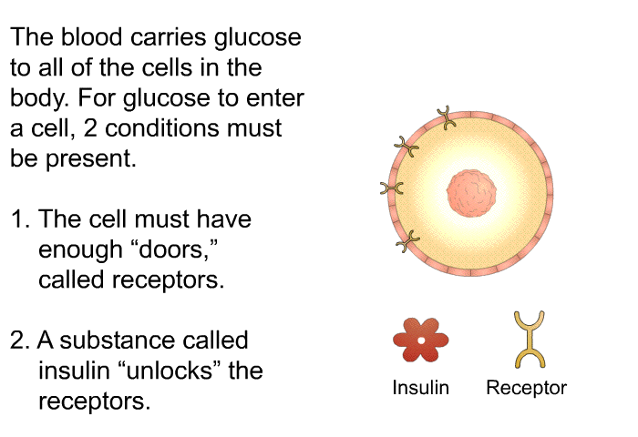 The blood carries glucose to all of the cells in the body. For glucose to enter a cell, 2 conditions must be present.  The cell must have enough “doors,” called receptors. A substance called insulin “unlocks” the receptors.