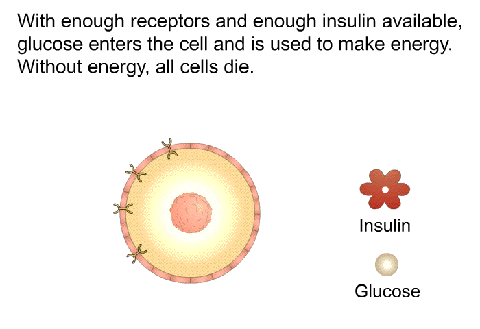 With enough receptors and enough insulin available, glucose enters the cell and is used to make energy. Without energy, all cells die.
