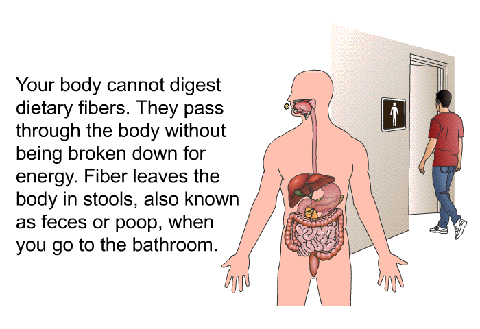 Your body cannot digest dietary fibers. They pass through the body without being broken down for energy. Fiber leaves the body in stools, also known as feces or poop, when you go to the bathroom.