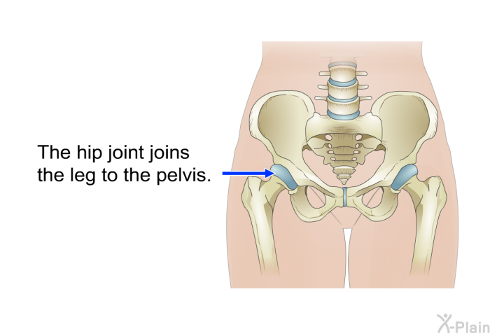 The hip joint joins the leg to the pelvis.