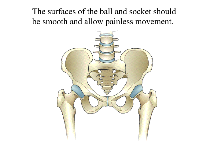The surfaces of the ball and socket should be smooth and allow painless movement.