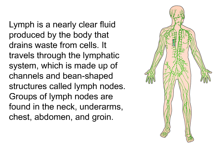 Lymph is a nearly clear fluid produced by the body that drains waste from cells. It travels through the lymphatic system, which is made up of channels and bean-shaped structures called lymph nodes. Groups of lymph nodes are found in the neck, underarms, chest, abdomen and groin.