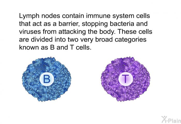 Lymph nodes contain immune system cells that act as a barrier, stopping bacteria and viruses from attacking the body. These cells are divided into two very broad categories known as B and T cells.