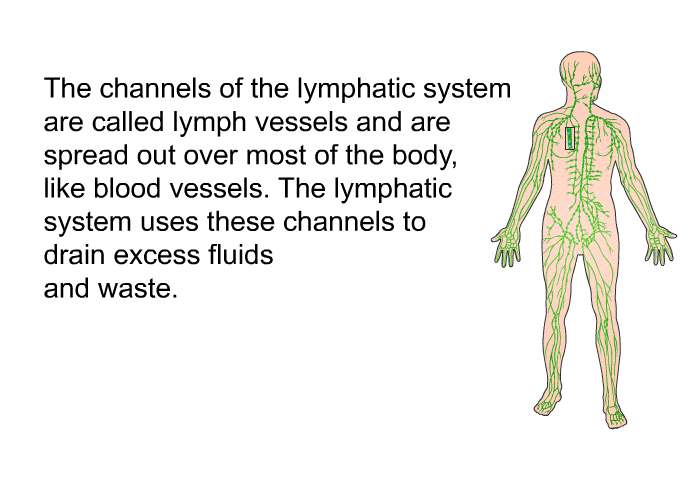 The channels of the lymphatic system are called lymph vessels and are spread out over most of the body, like blood vessels. The lymphatic system uses these channels to drain excess fluids and waste.
