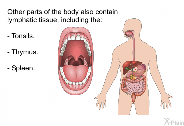 Other parts of the body also contain lymphatic tissue, including the:  Tonsils. Thymus. Spleen.