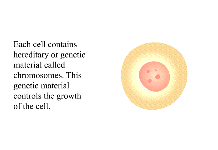 Each cell contains hereditary or genetic material called chromosomes. This genetic material controls the growth of the cell.