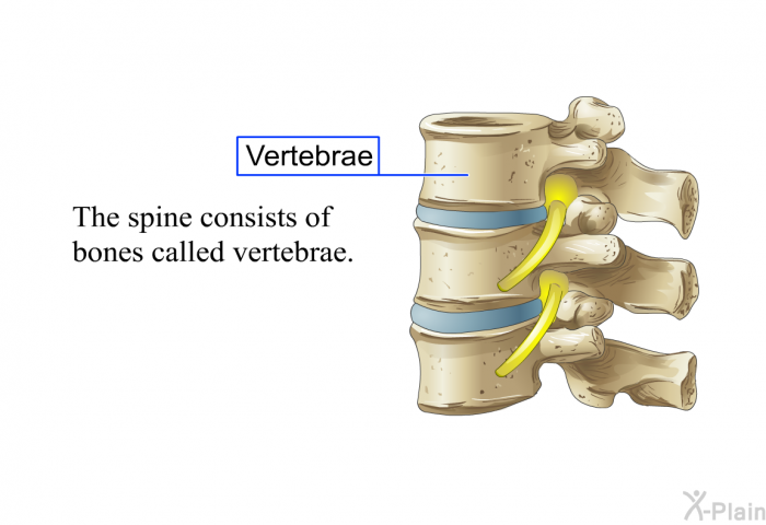 The spine consists of bones called vertebrae.