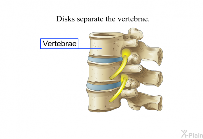 Disks separate the vertebrae.