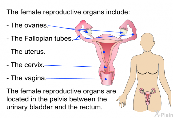 The female reproductive organs include:  The ovaries. The Fallopian tubes. The uterus. The cervix. The vagina.  
The female reproductive organs are located in the pelvis between the urinary bladder and the rectum.