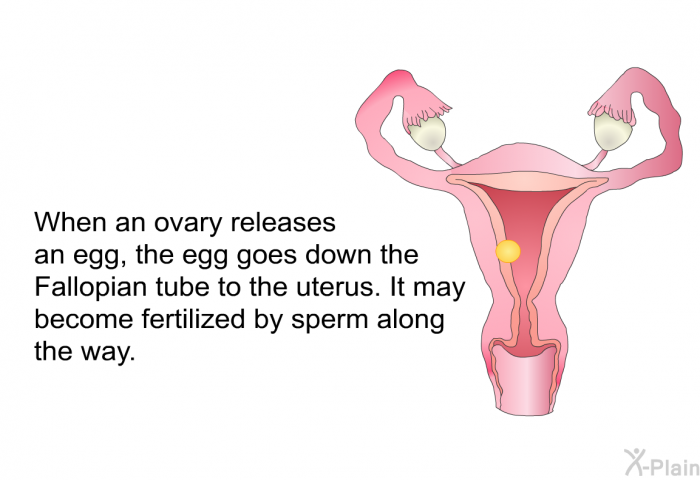 When an ovary releases an egg, the egg goes down the Fallopian tube to the uterus. It may become fertilized by sperm along the way.