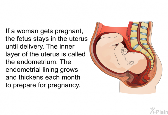 If a woman gets pregnant, the fetus stays in the uterus until delivery. The inner layer of the uterus is called the endometrium. The endometrial lining grows and thickens each month to prepare for pregnancy.
