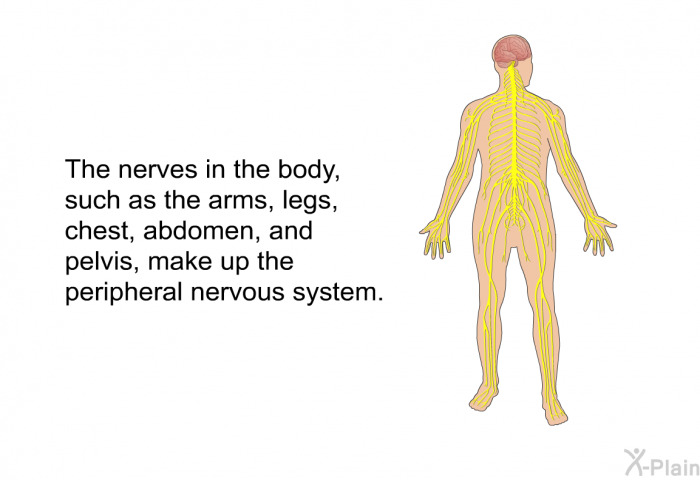 The nerves in the body, such as the arms, legs, chest, abdomen, and pelvis, make up the peripheral nervous system.