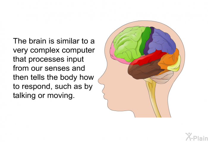 The brain is similar to a very complex computer that processes input from our senses and then tells the body how to respond, such as by talking or moving.