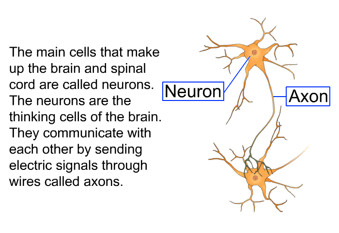 The main cells that make up the brain and spinal cord are called neurons. The neurons are the thinking cells of the brain. They communicate with each other by sending electric signals through wires called axons.