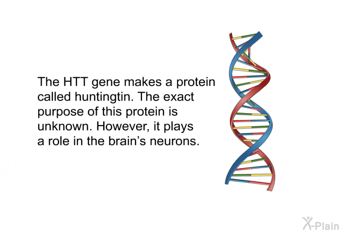 The HTT gene makes a protein called huntingtin. The exact purpose of this protein is unknown. However, it plays a role in the brain's neurons.