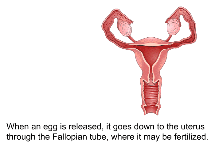 When an egg is released, it goes down to the uterus through the Fallopian tube, where it may be fertilized.