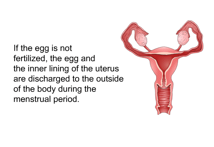 If the egg is not fertilized, the egg and the inner lining of the uterus are discharged to the outside of the body during the menstrual period.
