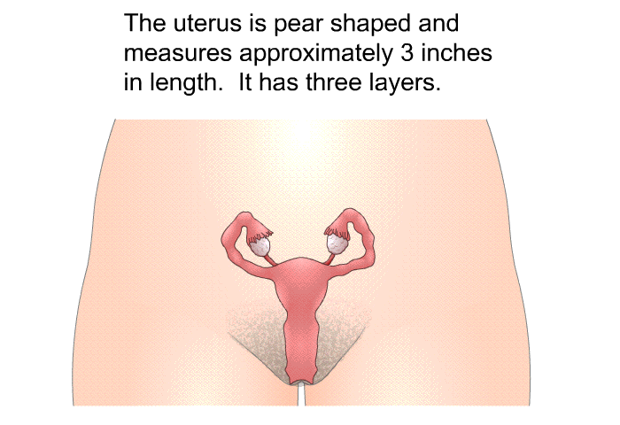 The uterus is pear shaped and measures approximately 3 inches in length. It has three layers.