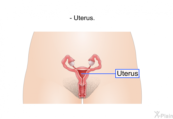 Uterus.