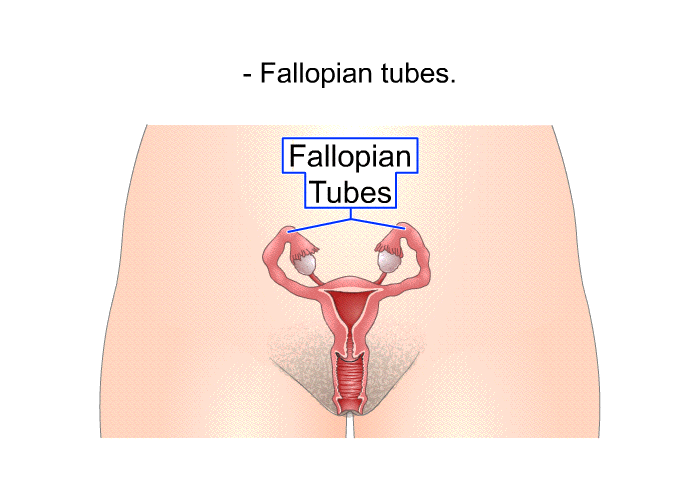 Fallopian tubes.