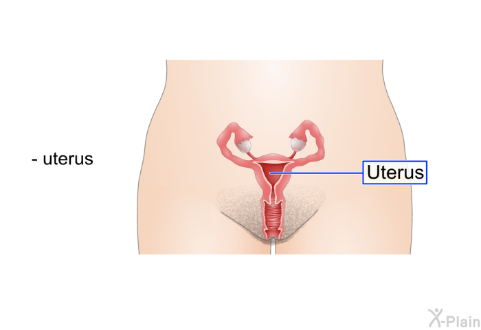 uterus