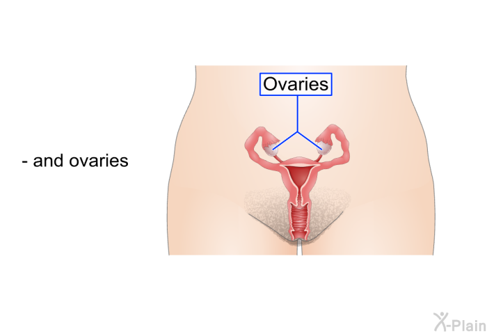 and ovaries.