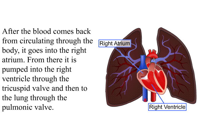 After the blood comes back from circulating through the body, it goes into the right atrium. From there it is pumped into the right ventricle through the tricuspid valve and then to the lung through the pulmonic valve.