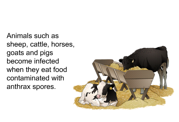 Animals such as sheep, cattle, horses, goats and pigs become infected when they eat food contaminated with anthrax spores.