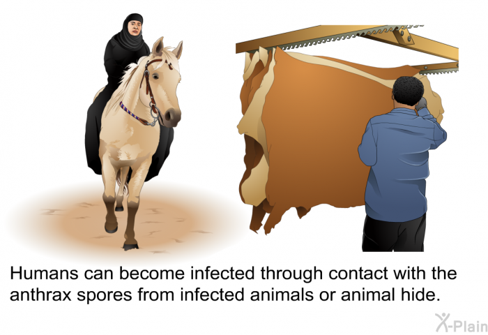 Humans can become infected through contact with the anthrax spores from infected animals or animal hide.