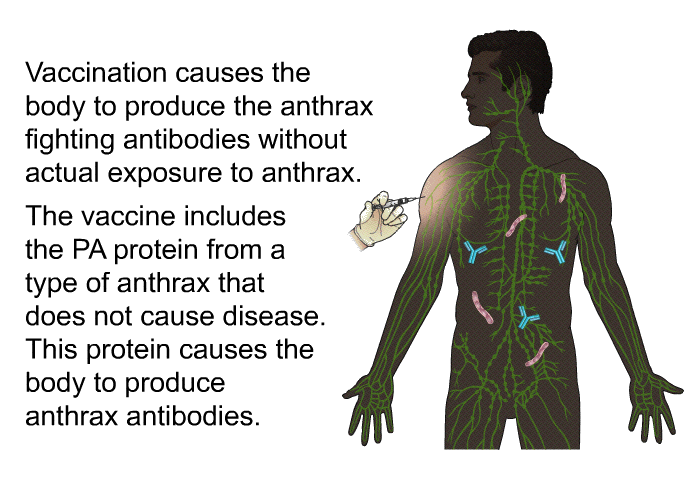 Vaccination causes the body to produce the anthrax fighting antibodies without actual exposure to anthrax. The vaccine includes the PA protein from a type of anthrax that does not cause disease. This protein causes the body to produce anthrax antibodies.