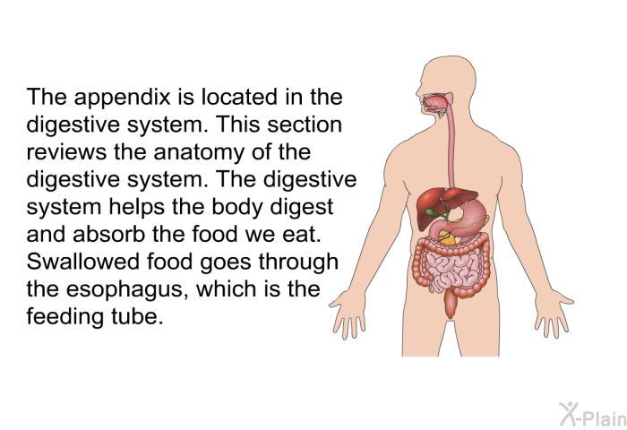 The appendix is located in the digestive system. This section reviews the anatomy of the digestive system. The digestive system helps the body digest and absorb the food we eat. Swallowed food goes through the esophagus, which is the feeding tube.