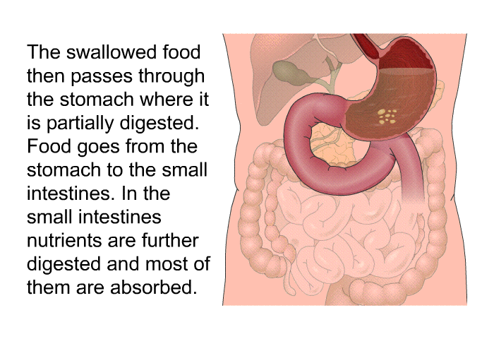 The swallowed food then passes through the stomach where it is partially digested. Food goes from the stomach to the small intestines. In the small intestines nutrients are further digested and most of them are absorbed.