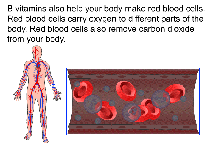 B vitamins also help your body make red blood cells. Red blood cells carry oxygen to different parts of the body. Red blood cells also remove carbon dioxide from your body.
