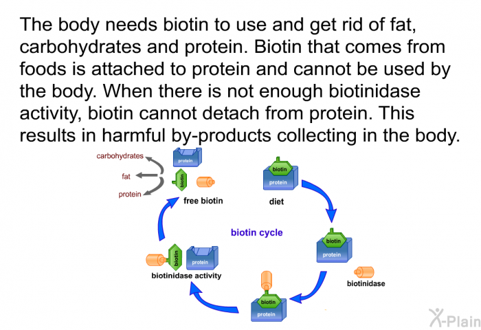 The body needs biotin to use and get rid of fat, carbohydrates and protein. Biotin that comes from foods is attached to protein and cannot be used by the body. When there is not enough biotinidase activity, biotin cannot detach from protein. This results in harmful by-products collecting in the body.
