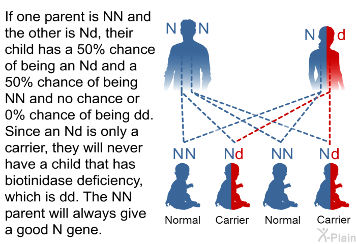 If one parent is NN and the other is Nd, their child has a 50% chance of being an Nd and a 50% chance of being NN and no chance or 0% chance of being dd. Since an Nd is only a carrier, they will never have a child that has biotinidase deficiency, which is dd. The NN parent will always give a good N gene.