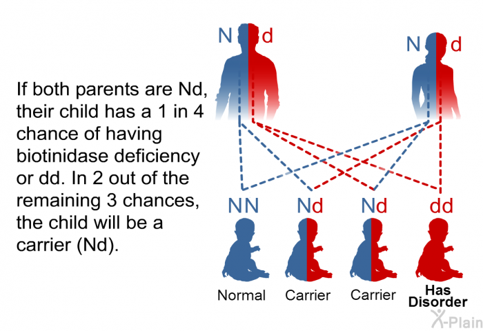 If both parents are Nd, their child has a 1 in 4 chance of having biotinidase deficiency or dd. In 2 out of the remaining 3 chances, the child will be a carrier (Nd).