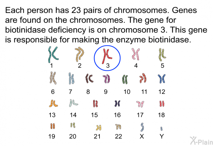 Each person has 23 pairs of chromosomes. Genes are found on the chromosomes. The gene for biotinidase deficiency is on chromosome 3. This gene is responsible for making the enzyme biotinidase.