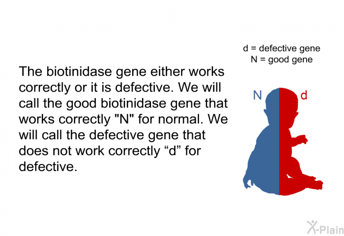 The biotinidase gene either works correctly or it is defective. We will call the good biotinidase gene that works correctly N for normal. We will call the defective gene that does not work correctly &ldquo;d&rdquo; for defective.