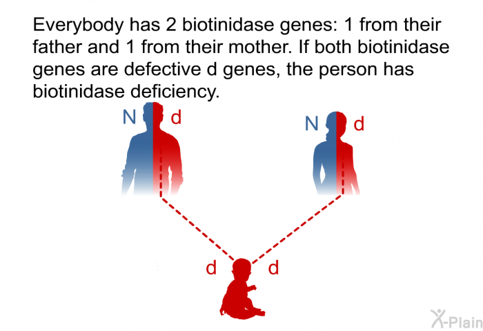 Everybody has 2 biotinidase genes: 1 from their father and 1 from their mother. If both biotinidase genes are defective d genes, the person has biotinidase deficiency.
