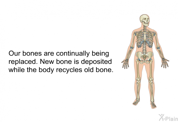 Our bones are continually being replaced. New bone is deposited while the body recycles old bone.