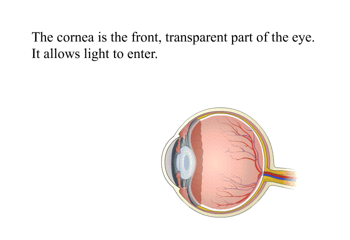 The cornea is the front, transparent part of the eye. It allows light to enter.
