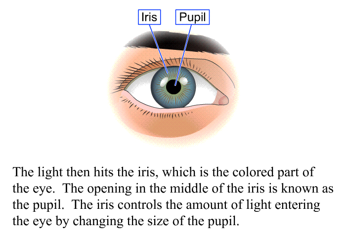 The light then hits the iris, which is the colored part of the eye. The opening in the middle of the iris is known as the pupil. The iris controls the amount of light entering the eye by changing the size of the pupil.