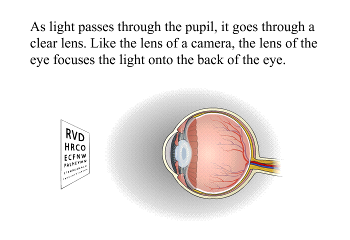 As light passes through the pupil, it goes through a clear lens. Like the lens of a camera, the lens of the eye focuses the light onto the back of the eye.