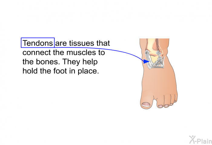 Tendons are tissues that connect the muscles to the bones. They help hold the foot in place.