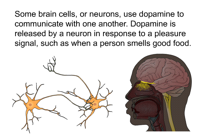 Some brain cells, or neurons, use dopamine to communicate with one another. Dopamine is released by a neuron in response to a pleasure signal, such as when a person smells good food.