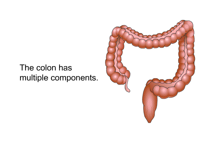 The colon has multiple components.