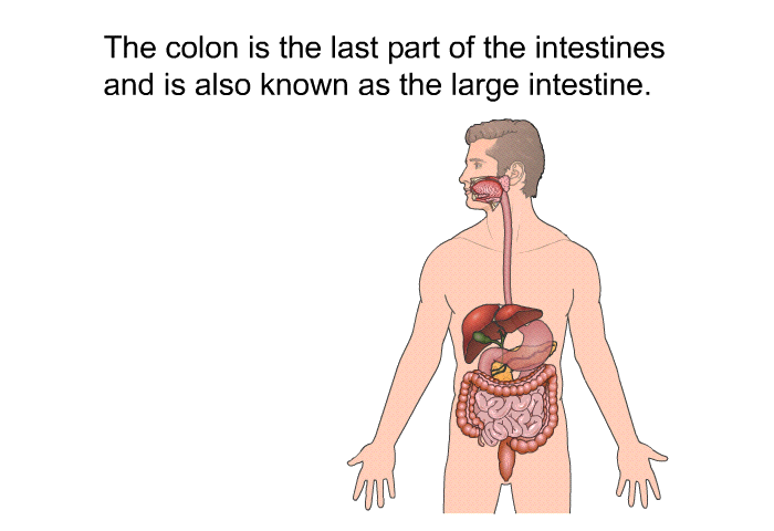 The colon is the last part of the intestines and is also known as the large intestine.