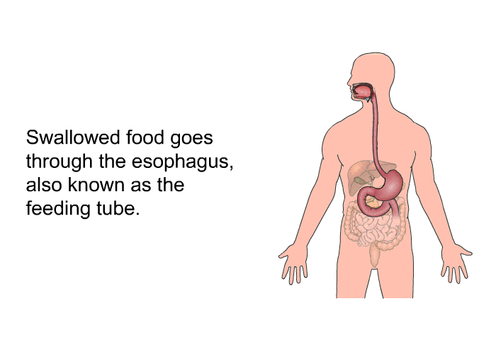 Swallowed food goes through the esophagus, also known as the feeding tube.