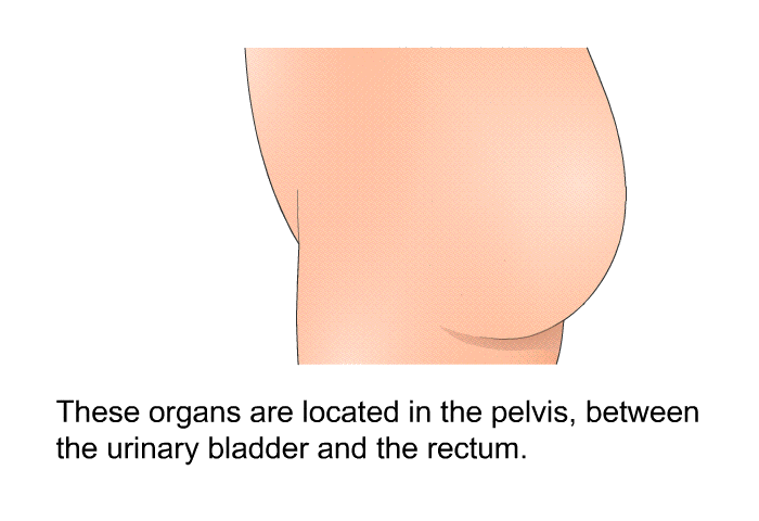 These organs are located in the pelvis, between the urinary bladder and the rectum.